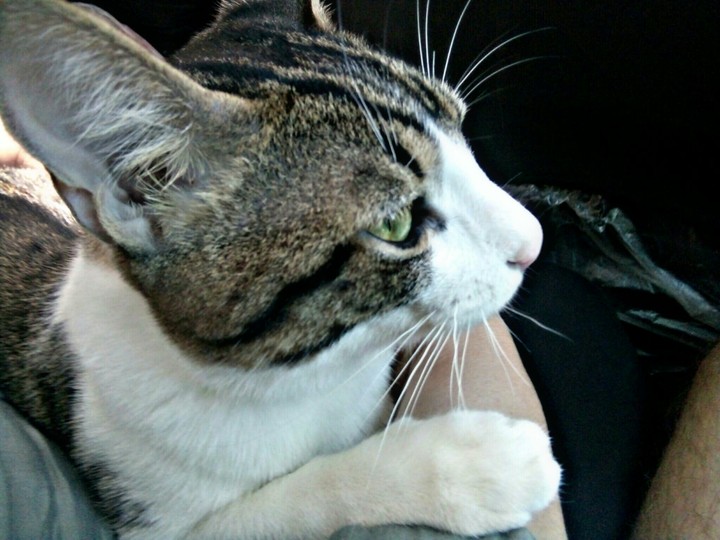 cat 