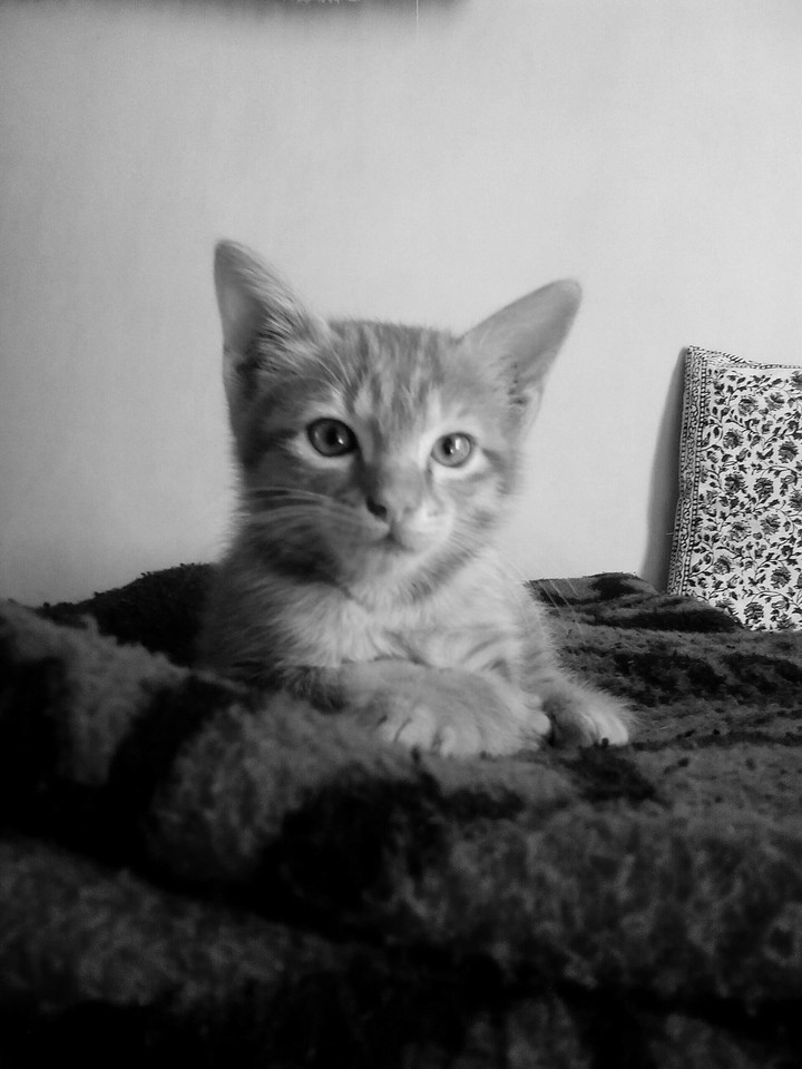 Kitten....