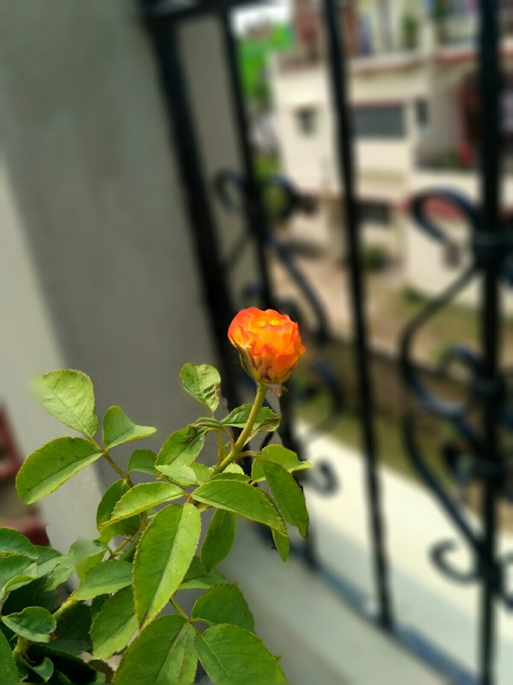 Orange rose