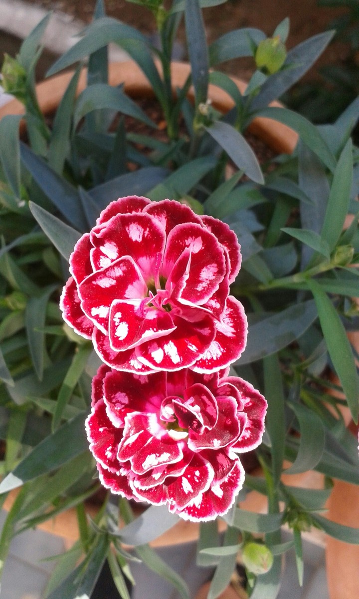 beatiful flowers (my flowers)
