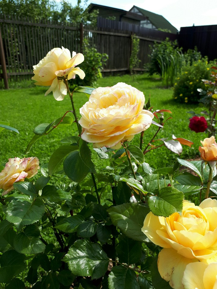 garden