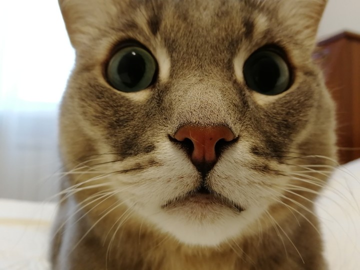 A Cat