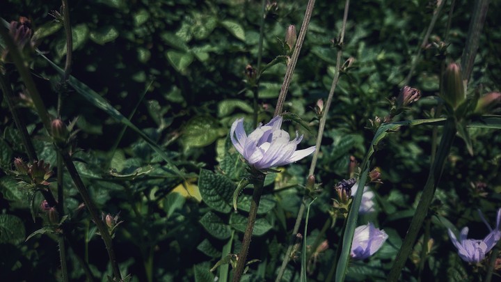 Litle flower