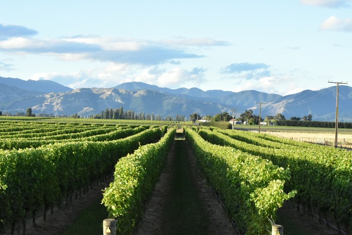Vinyard
