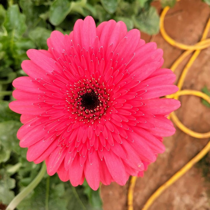 HD florocent colours naturally