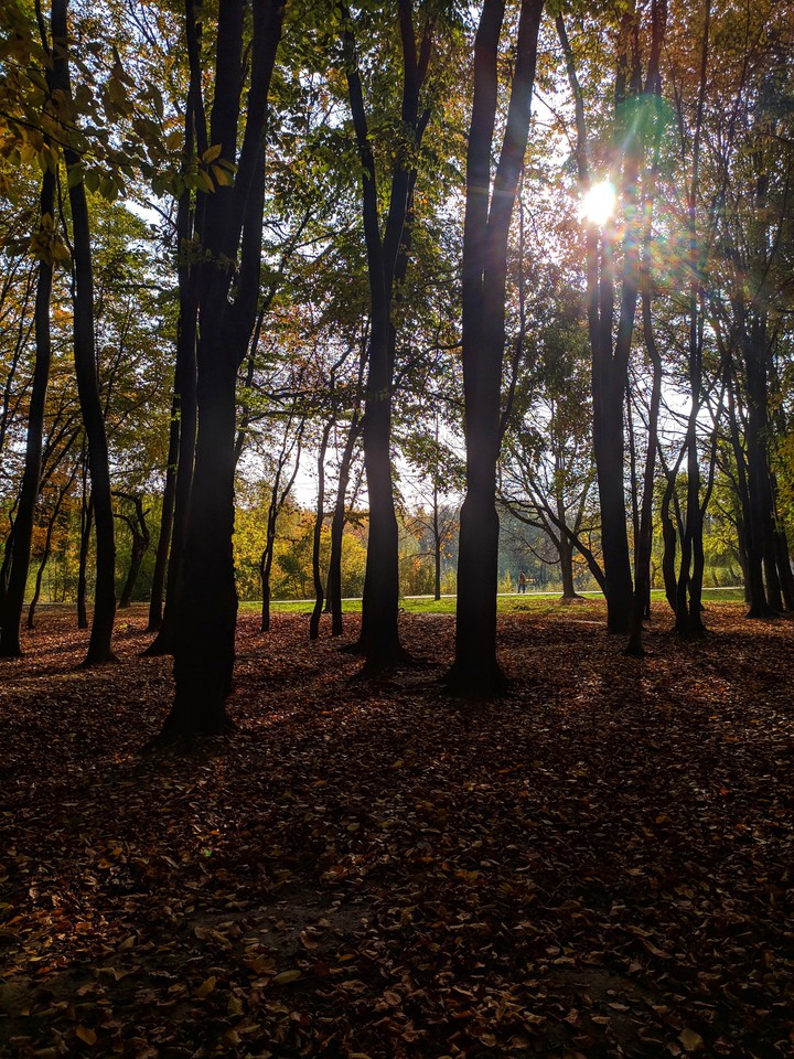 autumn