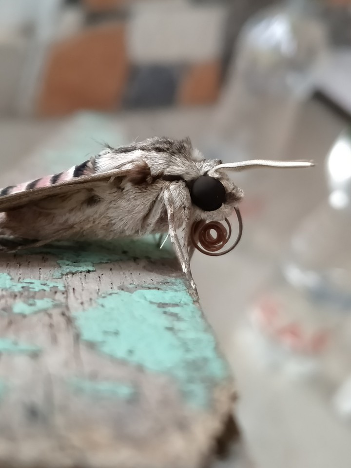 Wildlife