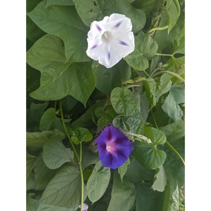 #Україна #літо #summer   2021