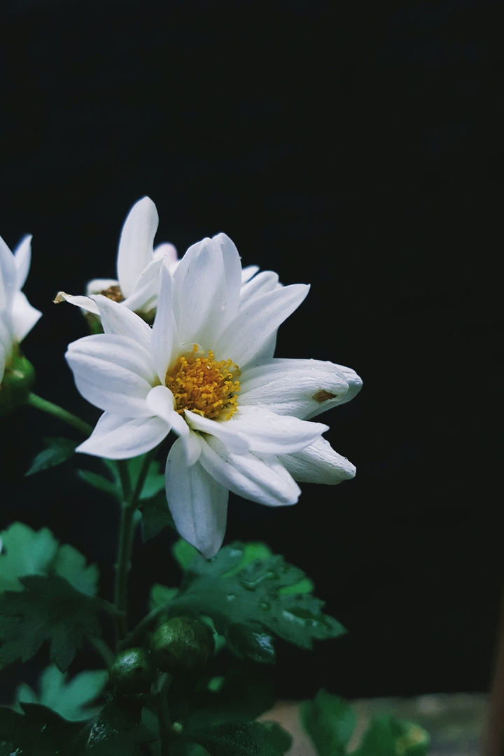 little flower