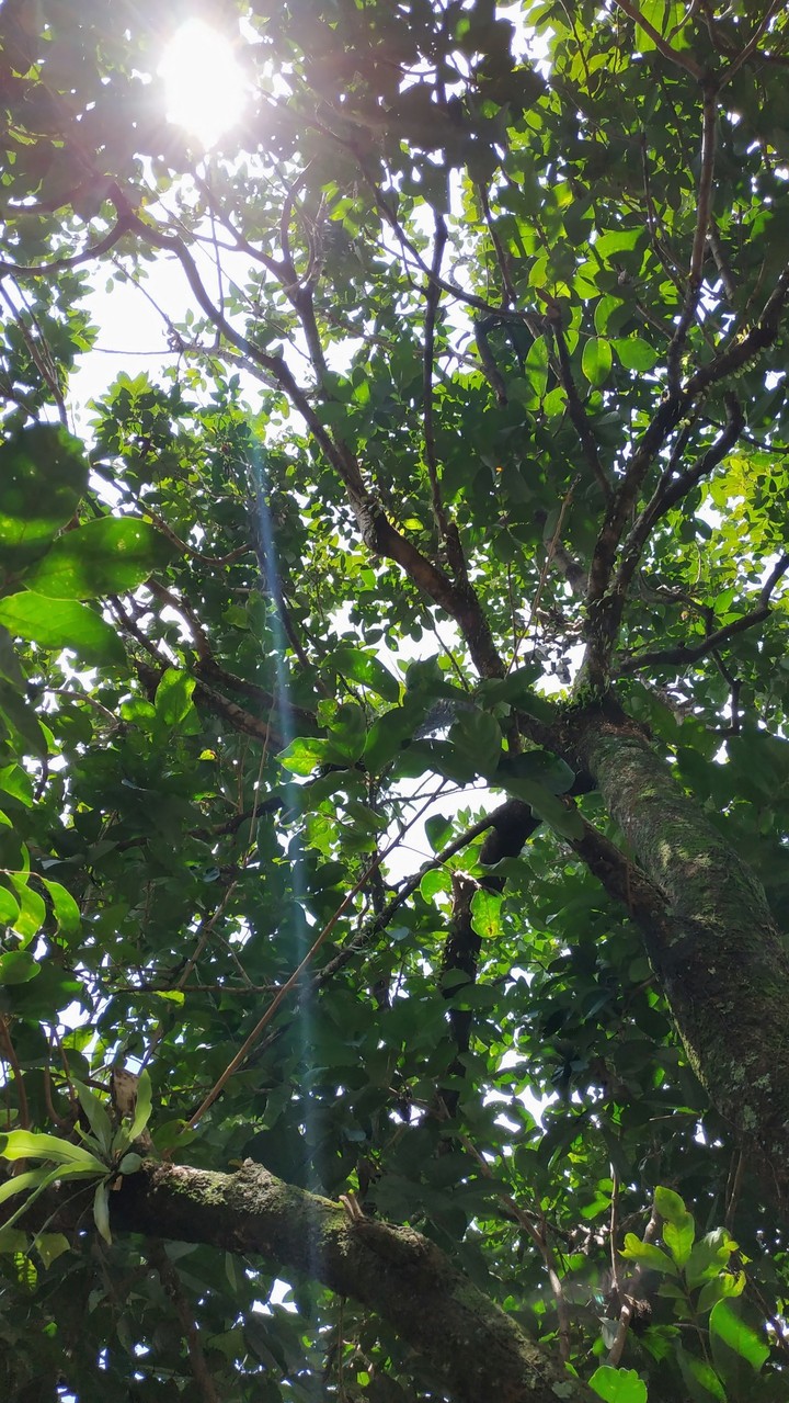tree