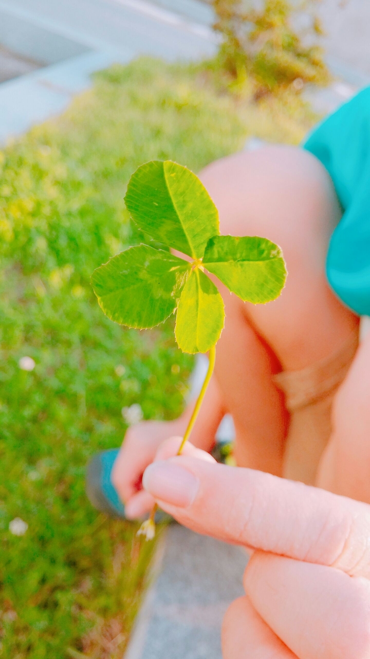 The four leaf clover