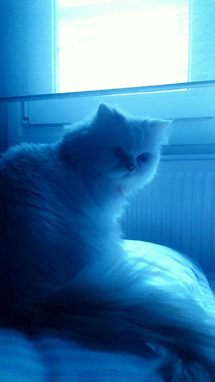 cat