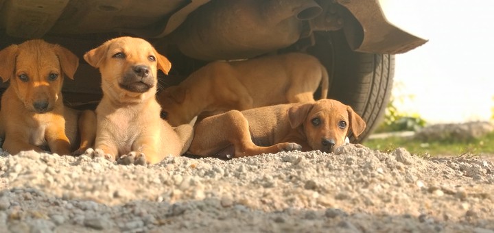 dogs
