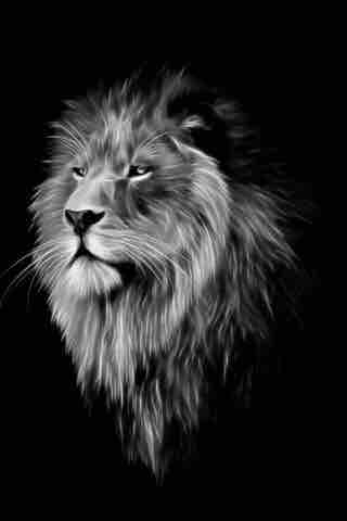 Animal / lion / predator