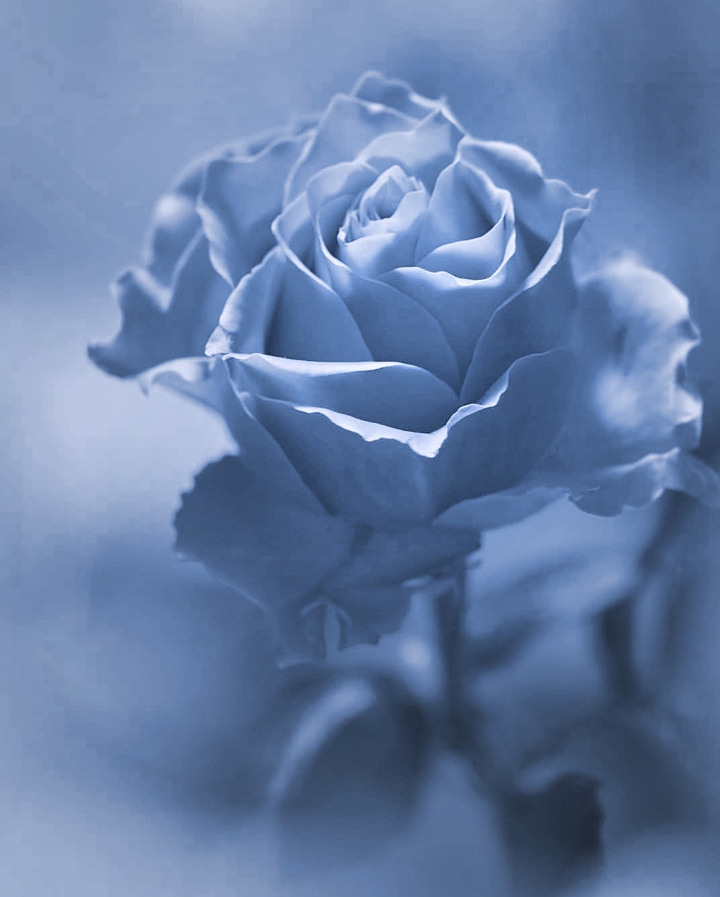 Babyblue