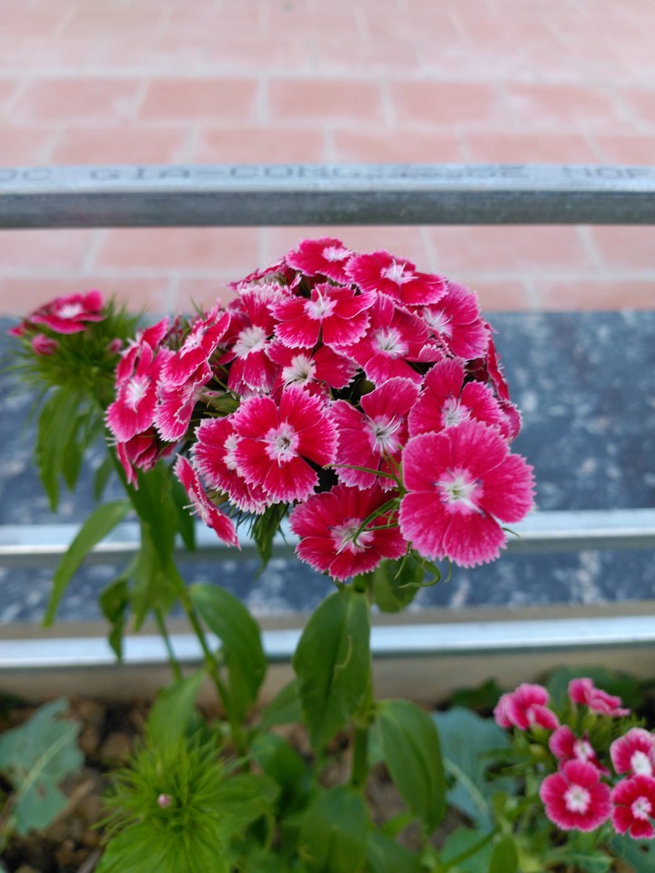 Flower