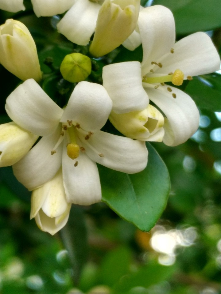 flores