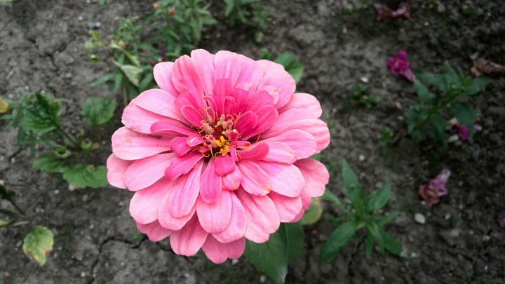 Flower