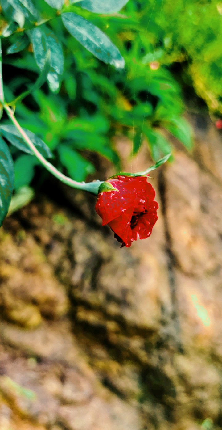 rose