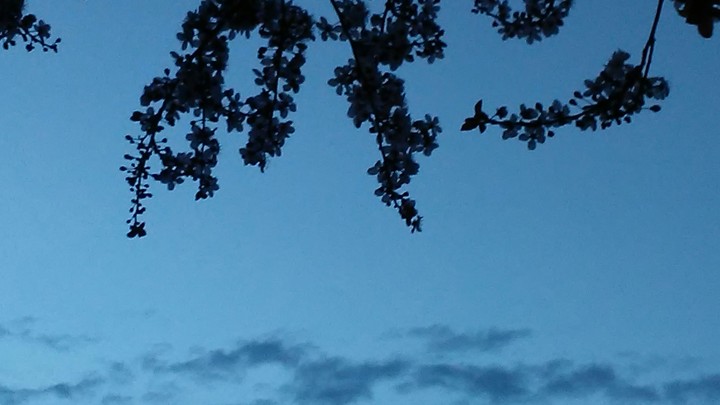 flowers on the horizon