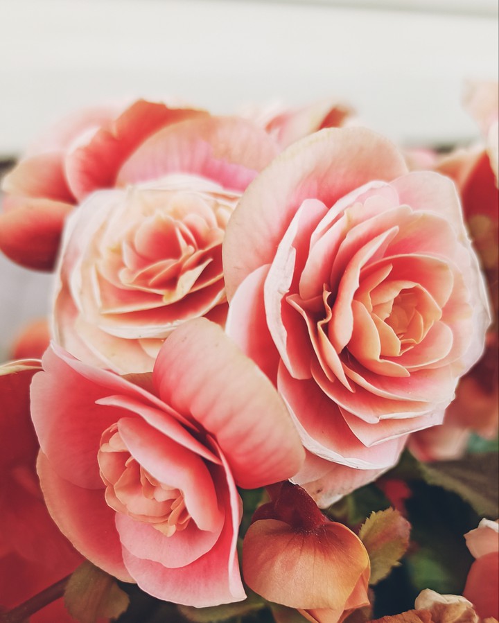 Begonia