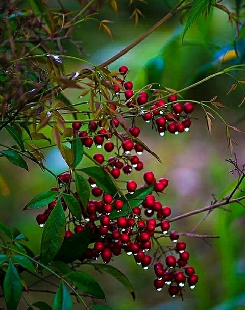 papéis de parede twig, plant