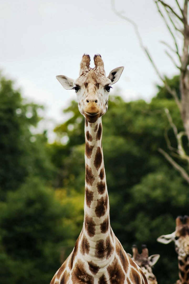 animals
