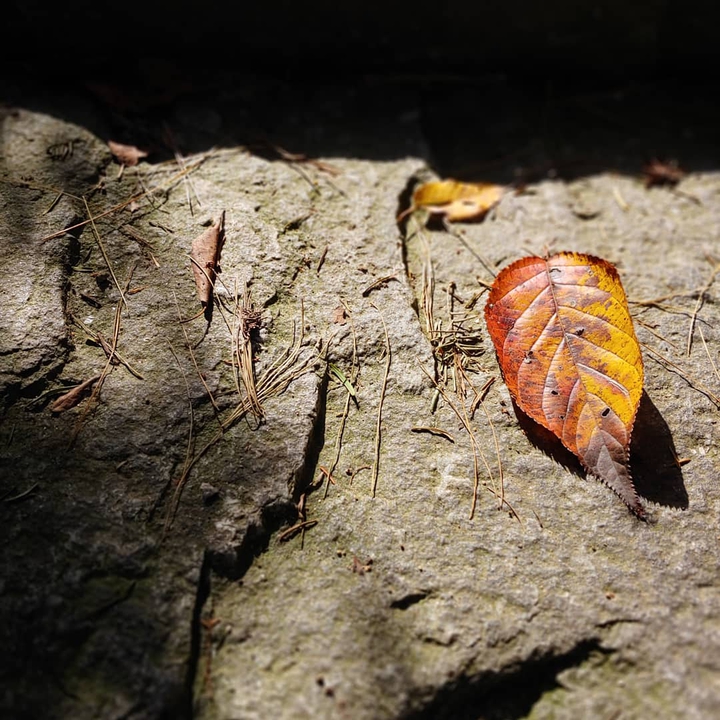 autumn leaf