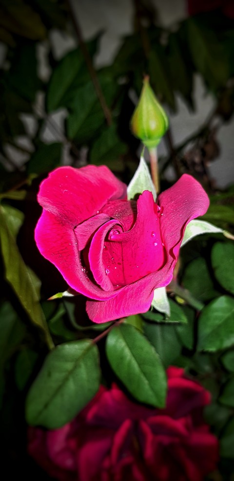 rose