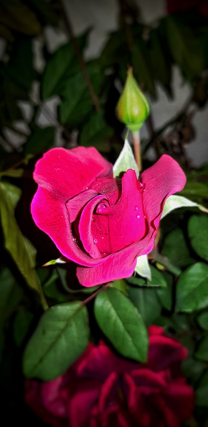 rose