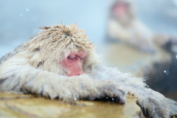 White Monkey