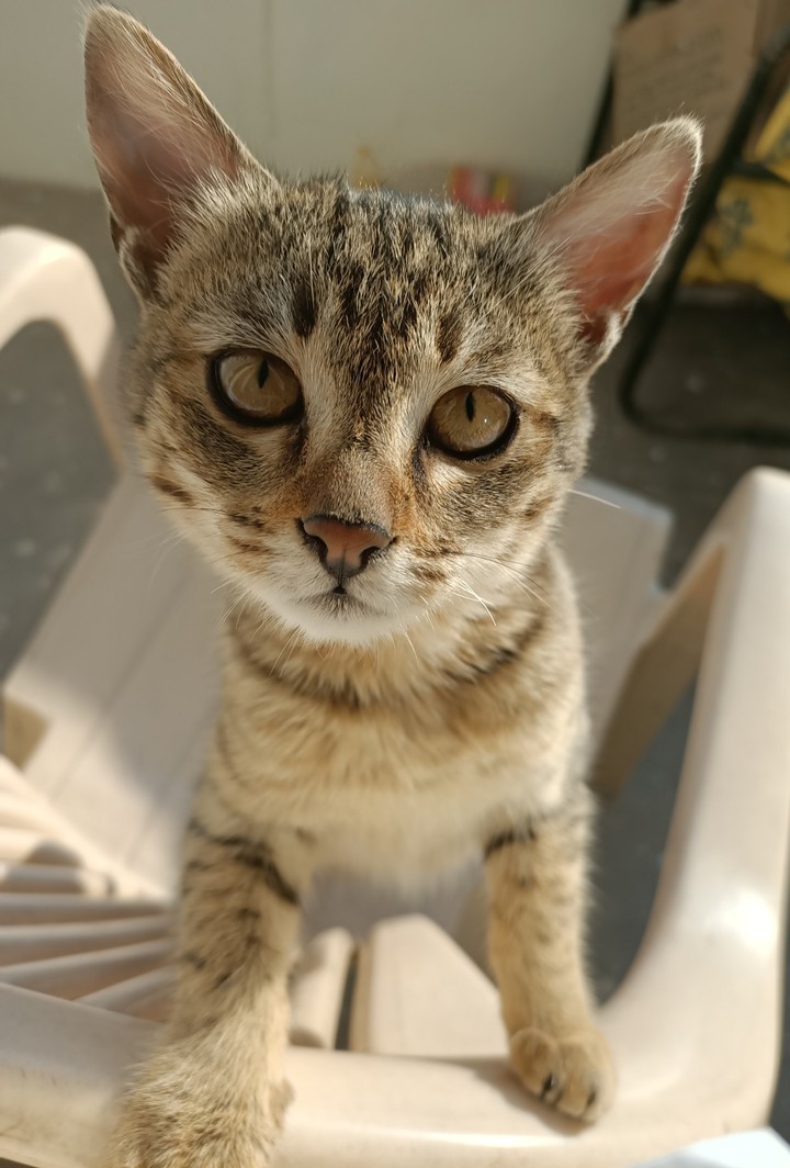 cat