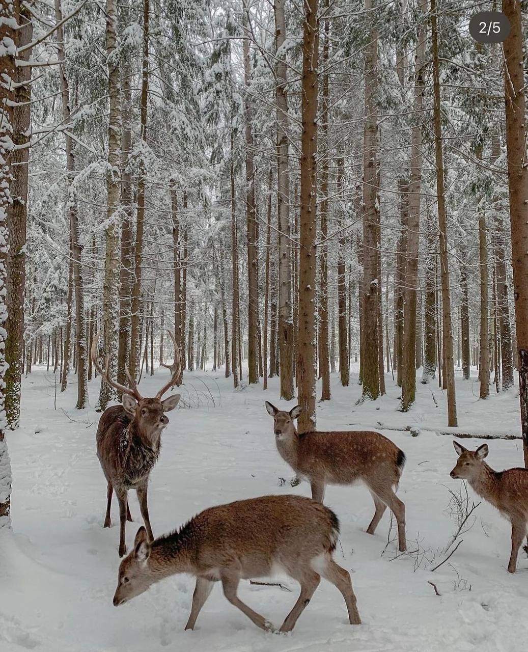 Deer, Winter, Snow