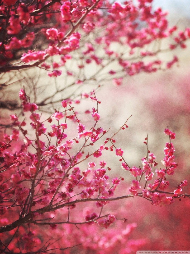 Pink flowers