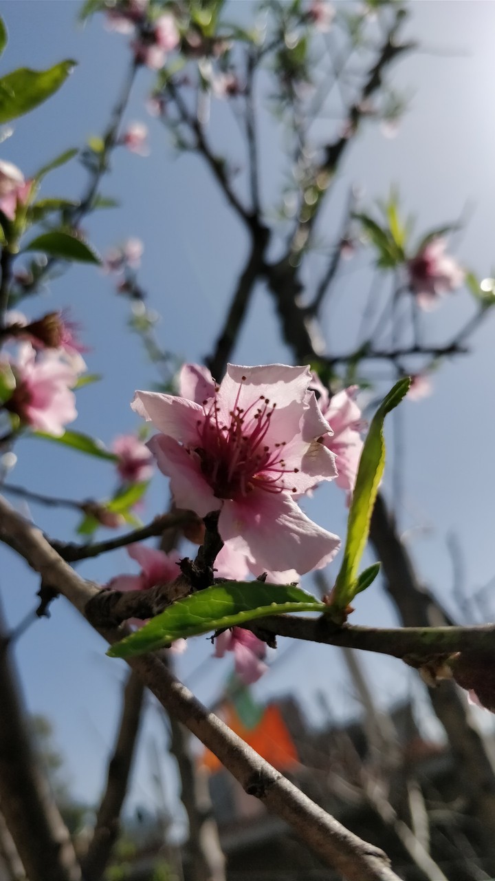 Nature's miracle