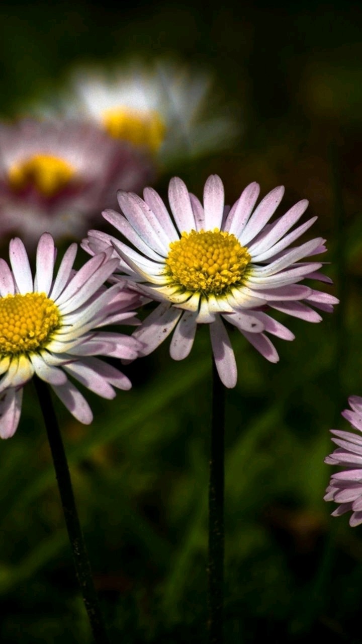 Marguerite