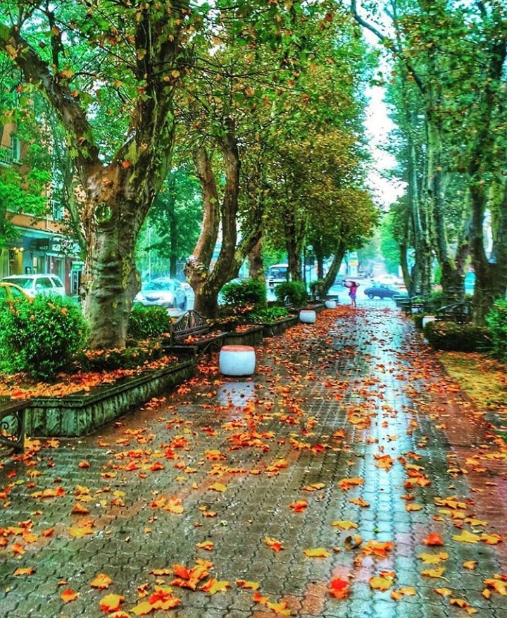 платановая аллея