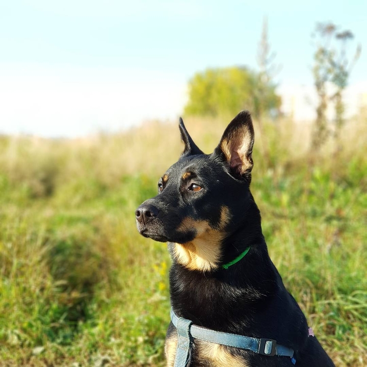 My dog Linda
