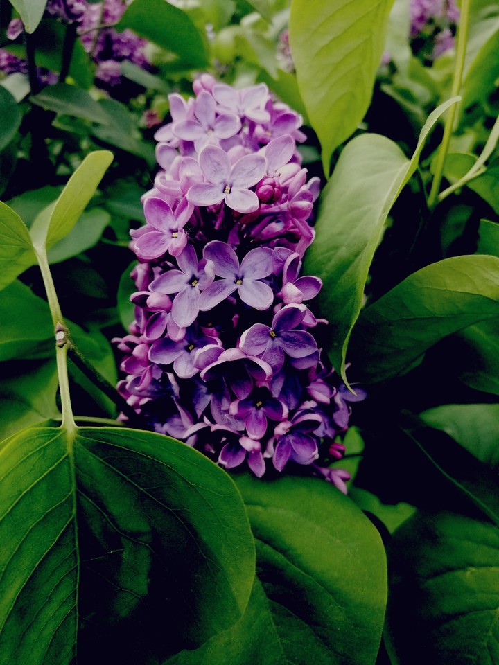 Сирень