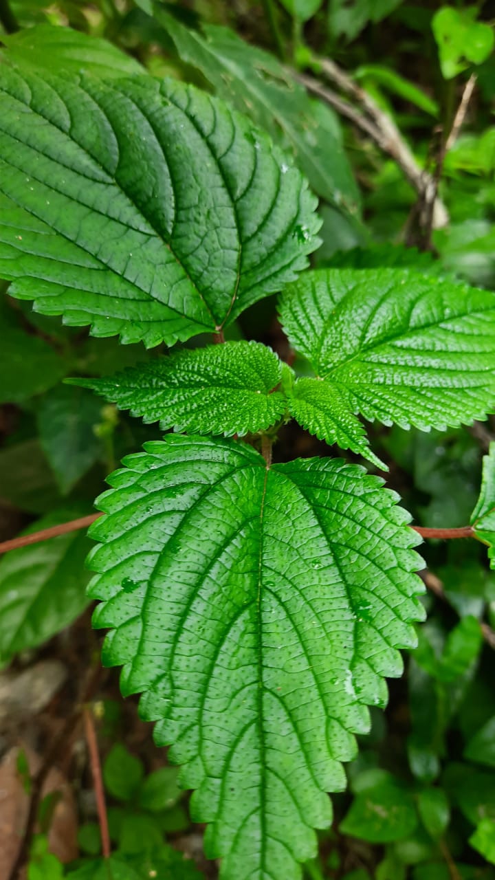green leaf