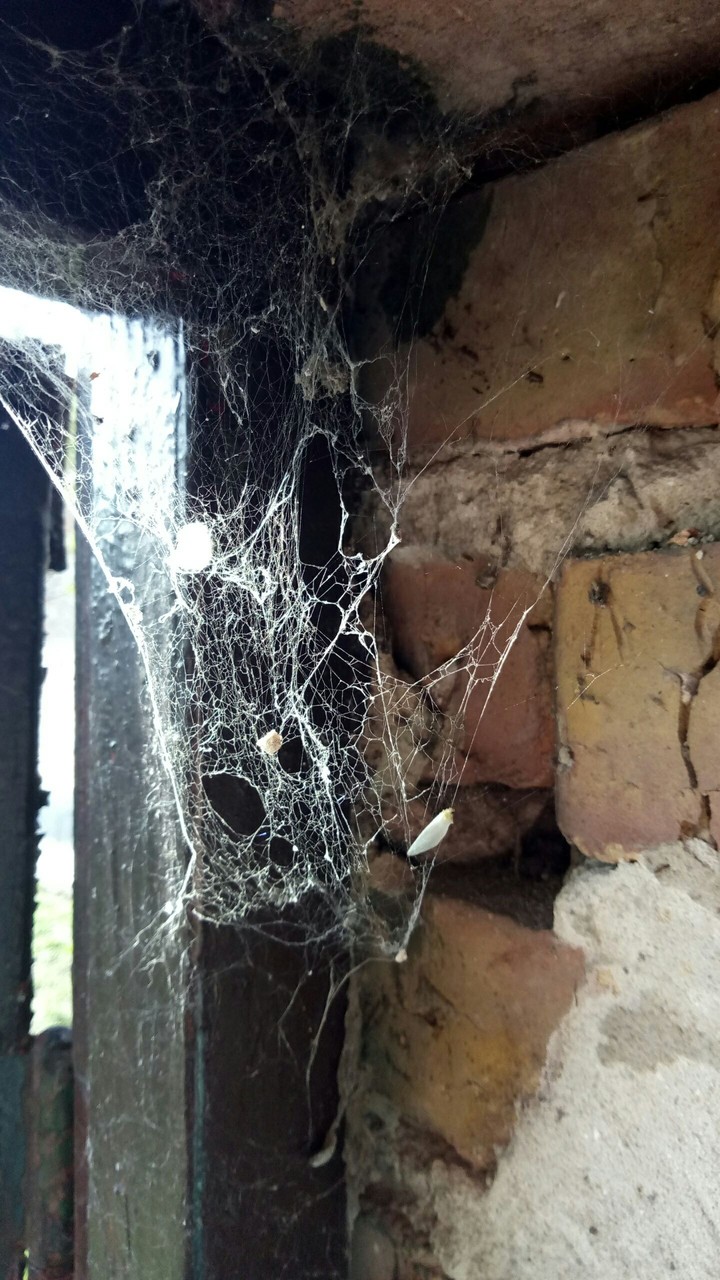 spider