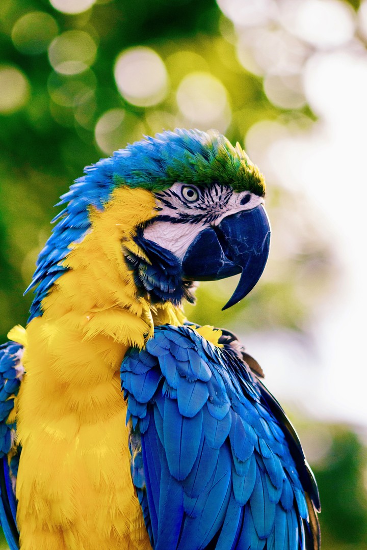 colorful parrot