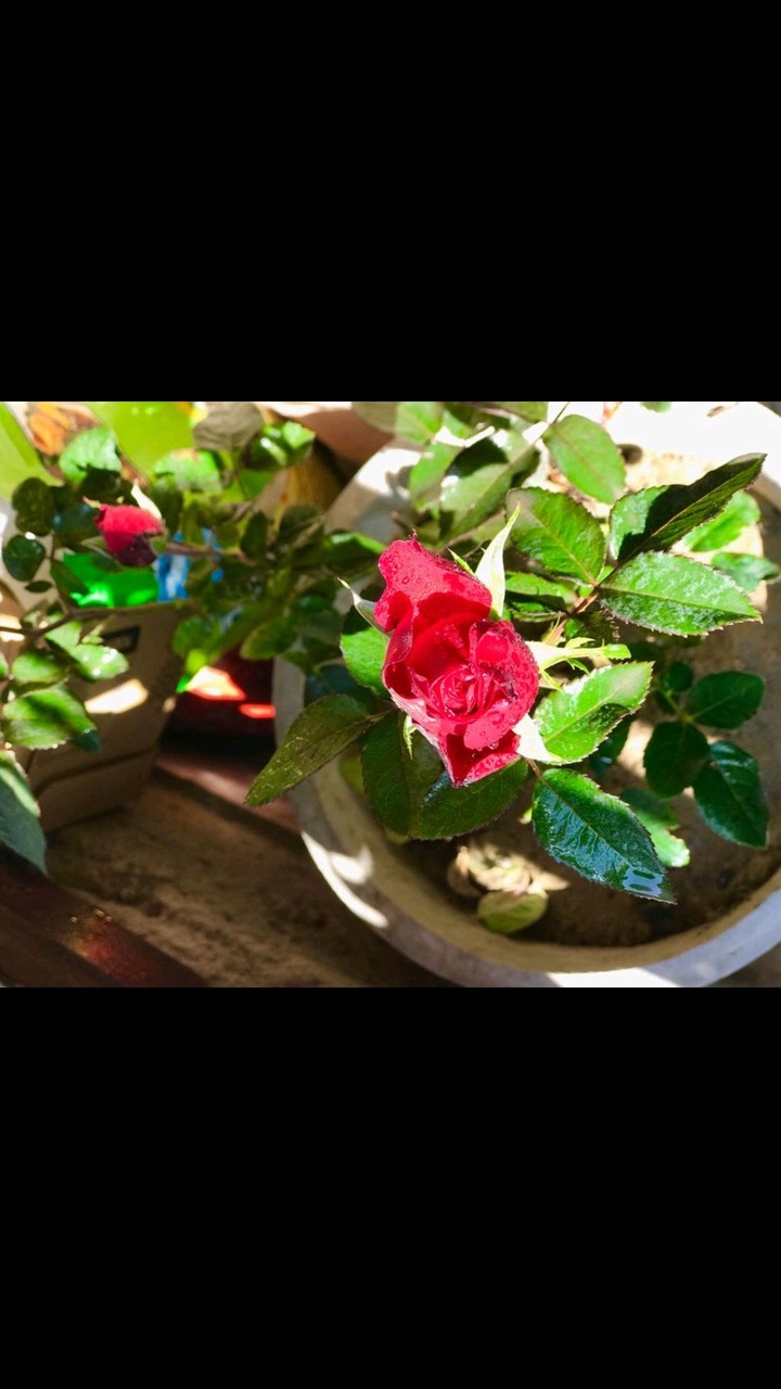Red rose