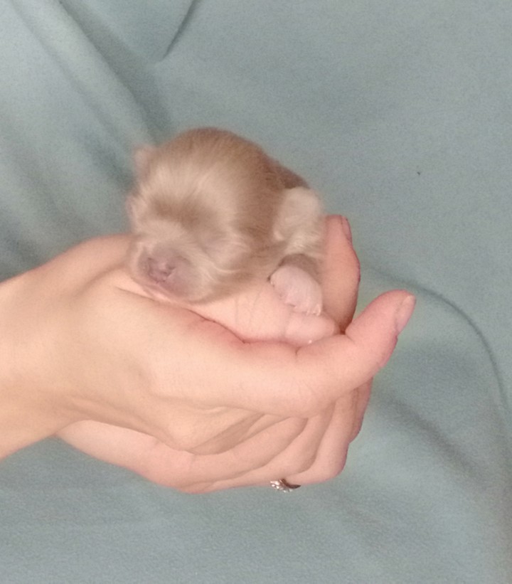 small pearl