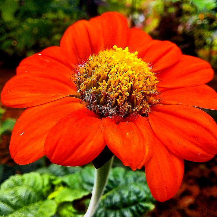 SHARP COLOR