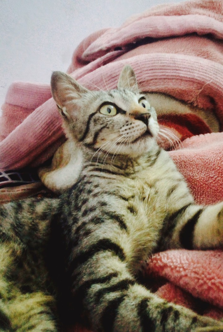brown tabby cat