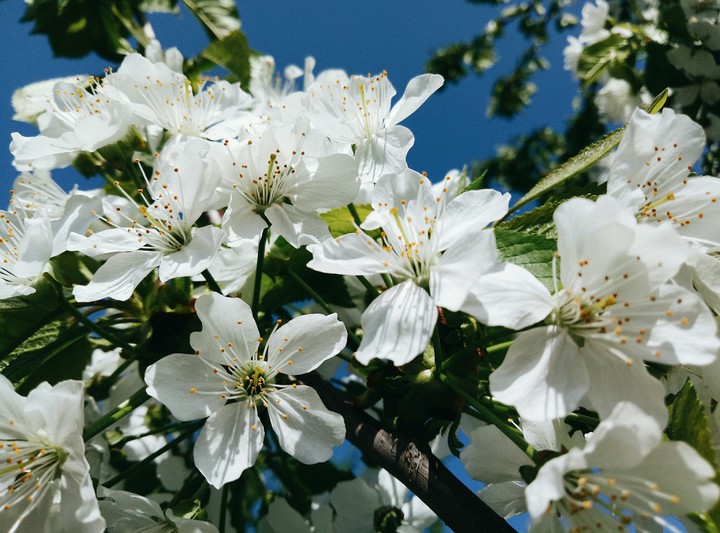 spring
