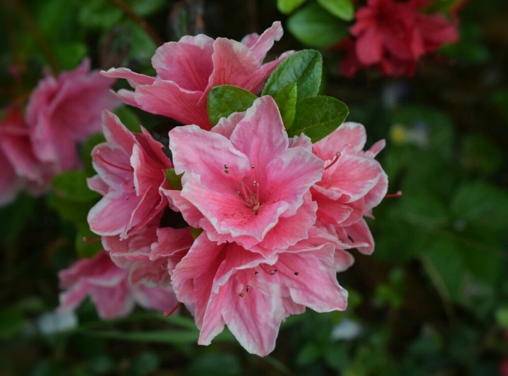 azalea