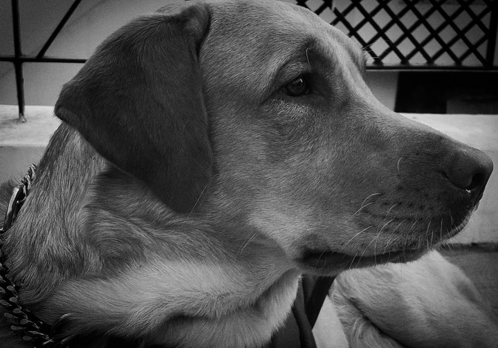 pet life