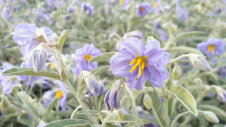 flowers